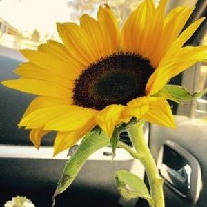 Meet your Posher, Alysha